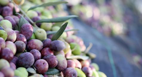 Olives récoltées pour illustrer salon Oleatech 2022