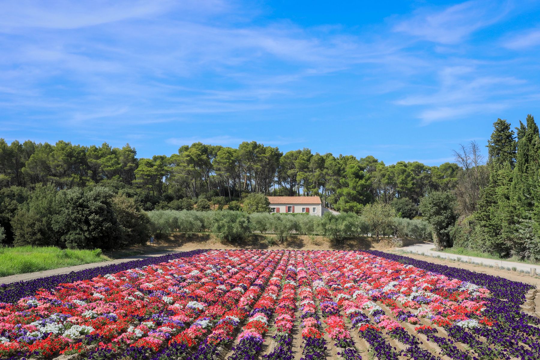Photo du Moulin du Calanquet à Saint-Rémy de Provence