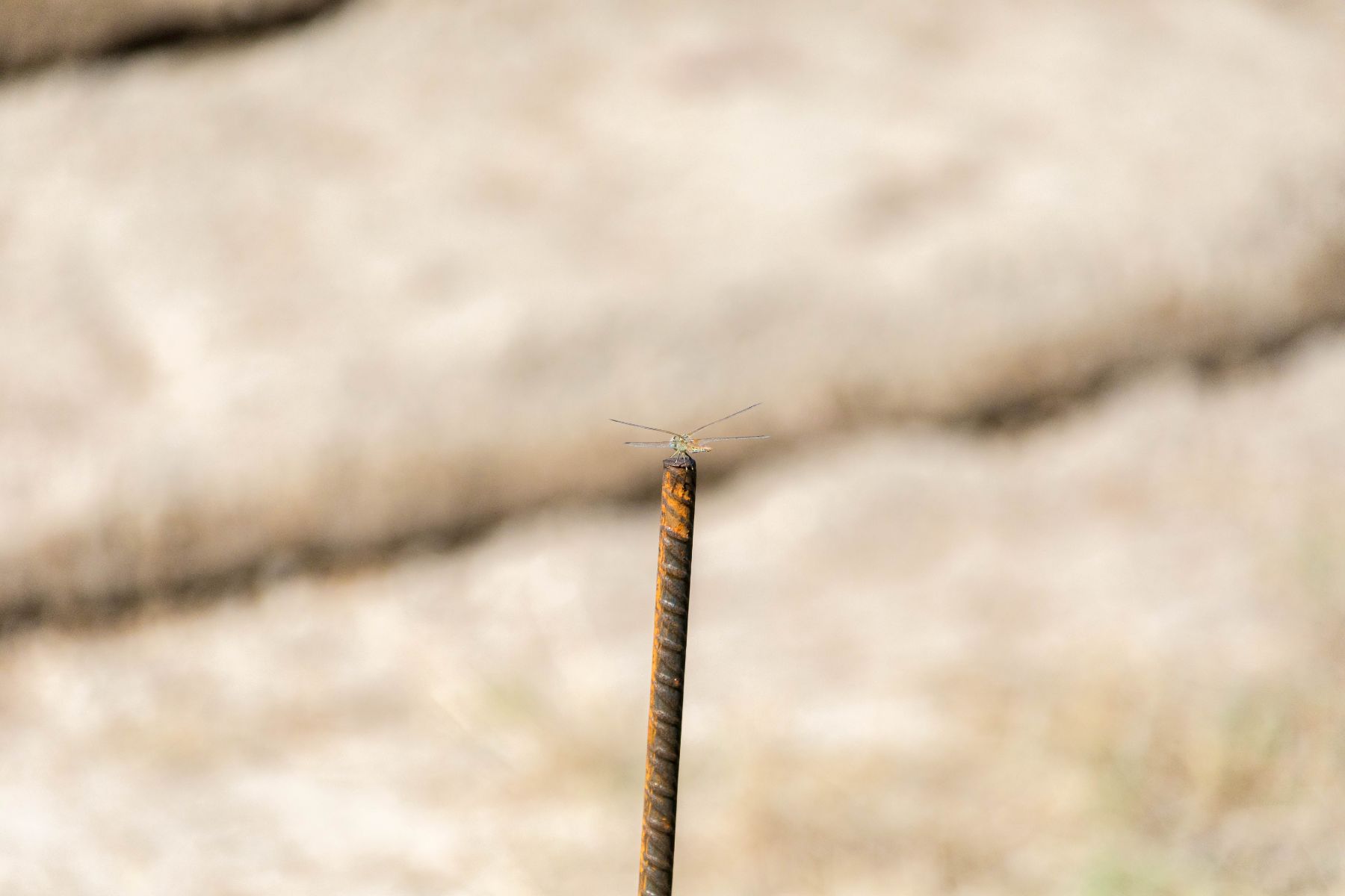Libellule dans la nature provençale