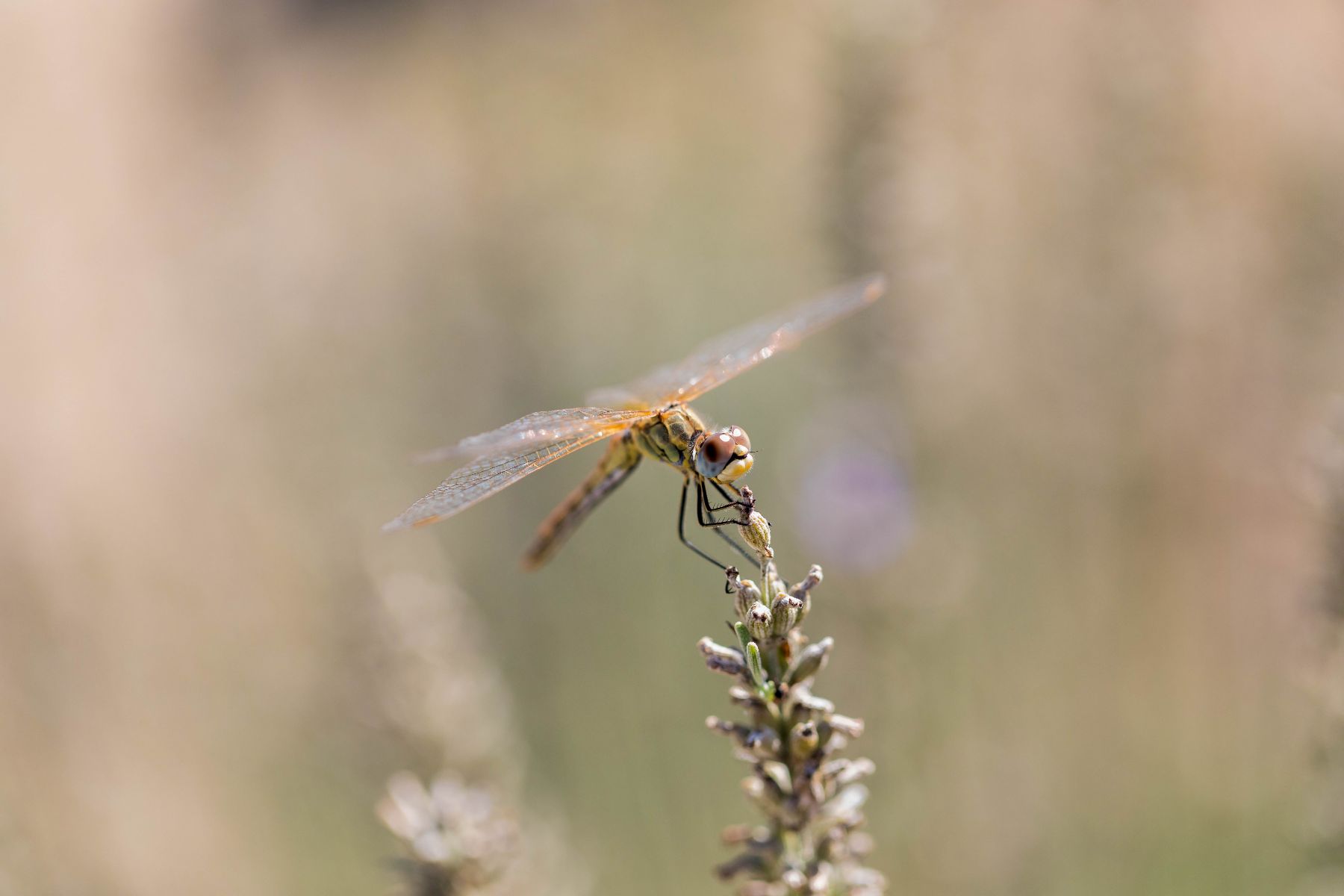 Libellule dans la nature provençale