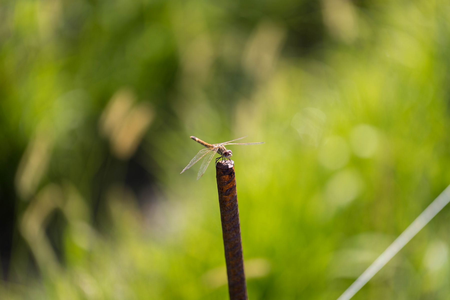 Libellule dans la nature provençale