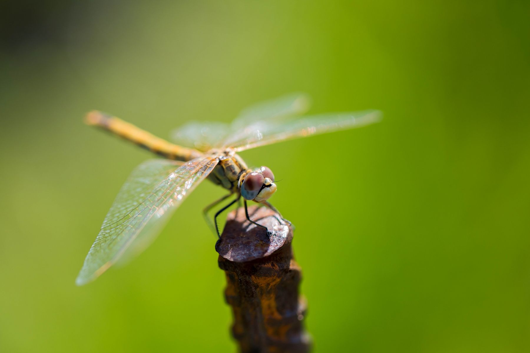Libellule dans la nature provençale