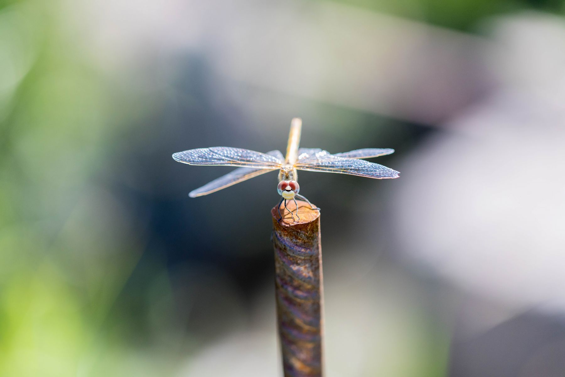 Libellule dans la nature provençale