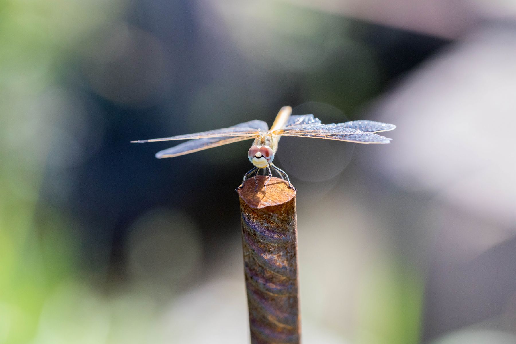 Libellule dans la nature provençale
