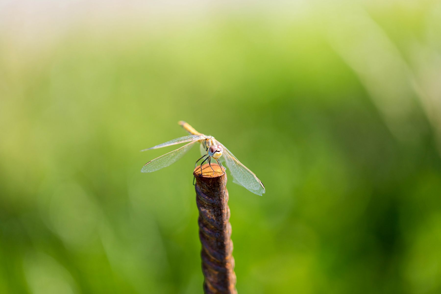 Libellule dans la nature provençale