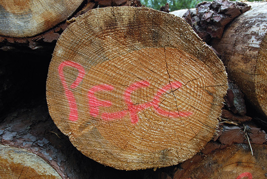 Arbre coupé issu d'une forêt gérée selon la norme PEFC